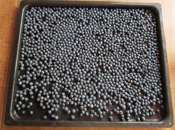 blueberries5.jpg